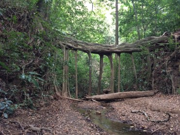 Natural tree bridge, Monte Verde cloud forest, Costa Rica
