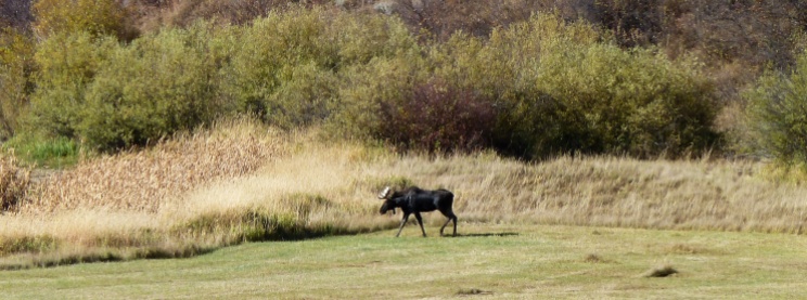A morning moose, Wyoming