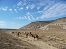 Camels in the Kazakh desert