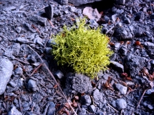 Moss or lichen?