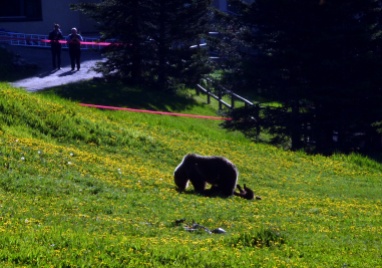 Grizzly mum with two cubs by Lake Louise