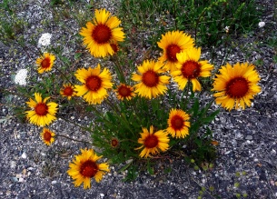 Mini-sunflowers