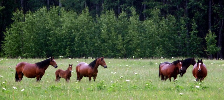 Wild horses, the Trunk Road, Alberta
